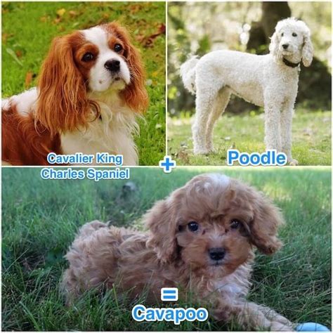 cabapo|Complete Cavapoo Guide: 6 Must Read Facts 